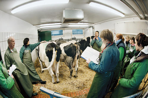 Für angehende Tiermediziner spielt „Animal Welfare“ eine wichtige Rolle. Der Begriff soll neben der Gesundheit auch das Wohlbefinden von Nutztieren in den Fokus rücken.