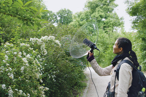 Der Gesang der Nachtigallen wird von Forschern, wie hier im Treptower Park, mit einem Parabol-Mikrofon aufgenommen.
