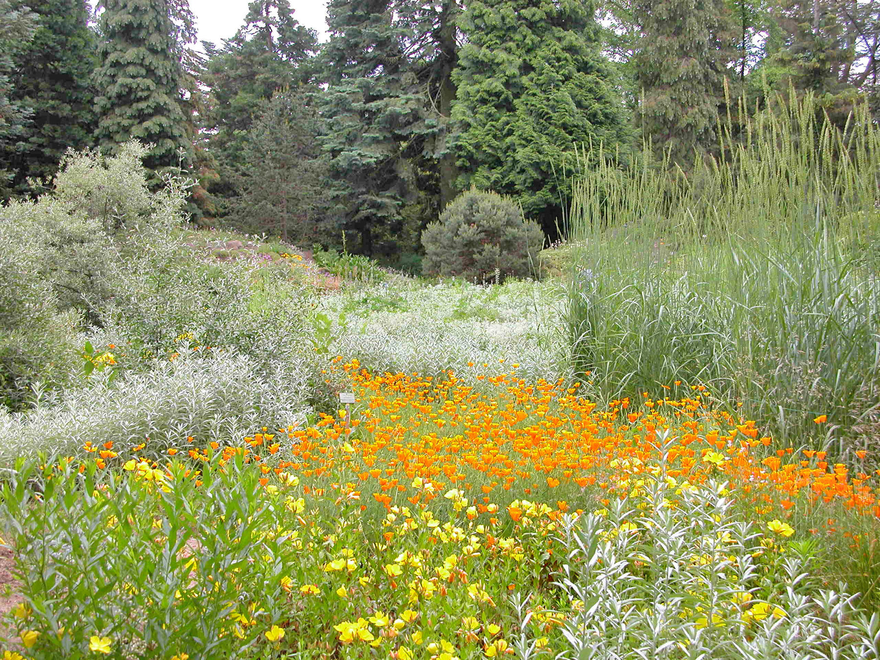 Von Europa über die Alpen und den Himalaja nach Asien oder Nordamerika: Der Botanische Garten bietet einen Überblick über Pflanzen aus aller Welt.