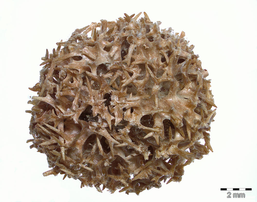 Weltweit wohl nur noch an zwei Orten zu finden: Der Calligonum bakuense, ein Knöterichgewächs (Polygonaceae) aus Aserbaidschan und Teil des Kaukasus-Forschungsschwerpunkt des Botanischen Gartens.