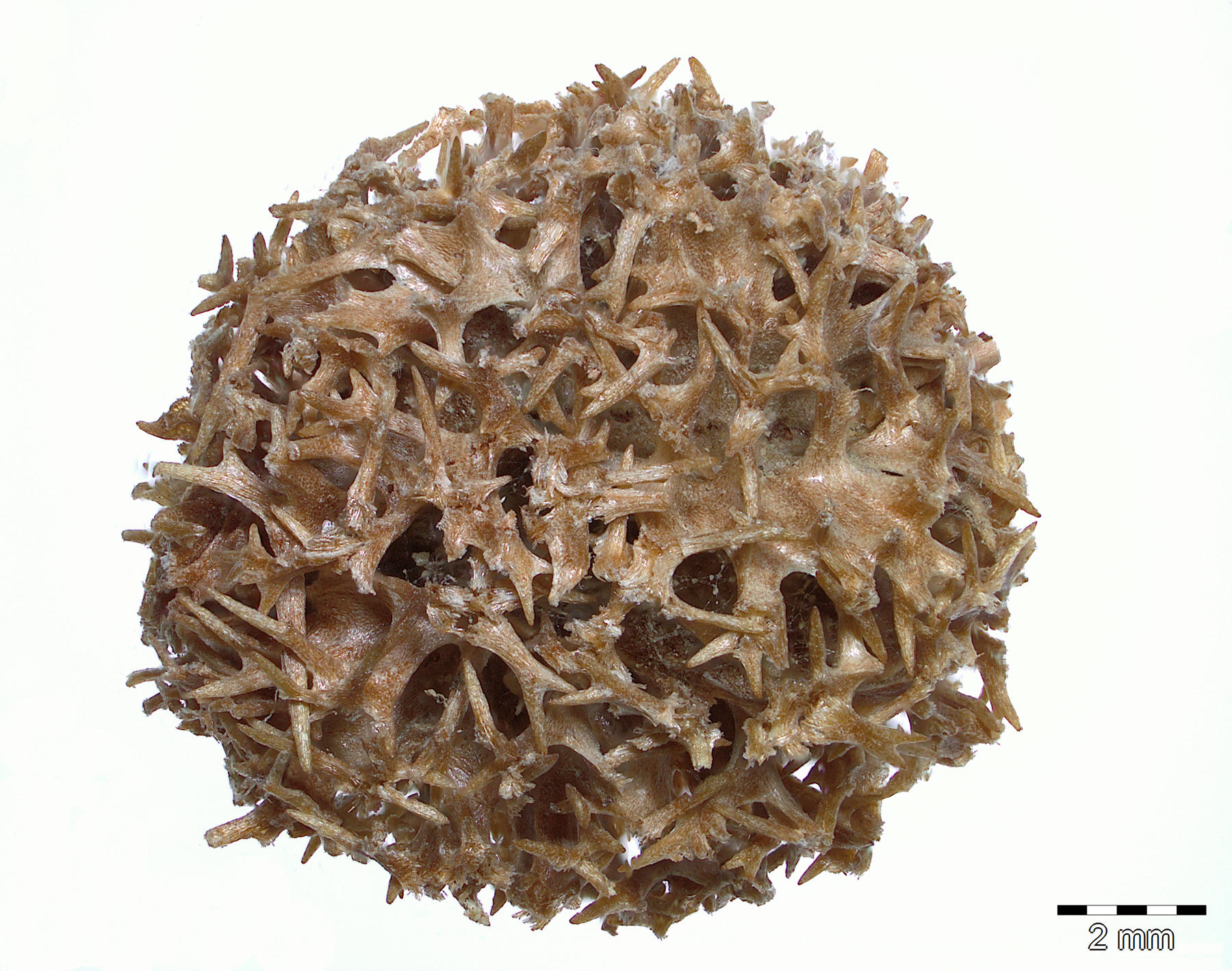 Weltweit wohl nur noch an zwei Orten zu finden: Der Calligonum bakuense, ein Knöterichgewächs (Polygonaceae) aus Aserbaidschan und Teil des Kaukasus-Forschungsschwerpunkt des Botanischen Gartens.