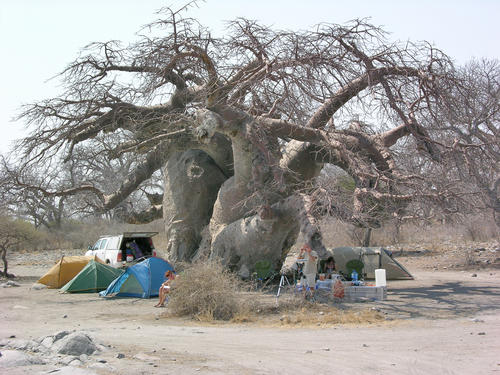 Forschen unter freiem Himmel und im Schatten der Baobabs, den afrikanischen Affenbrotbäumen wie diesem hier in Botsuana. Die Baobabs können bis zu 2.000 Jahre alt werden und bergen wichtige Daten für die Klimaforschung.