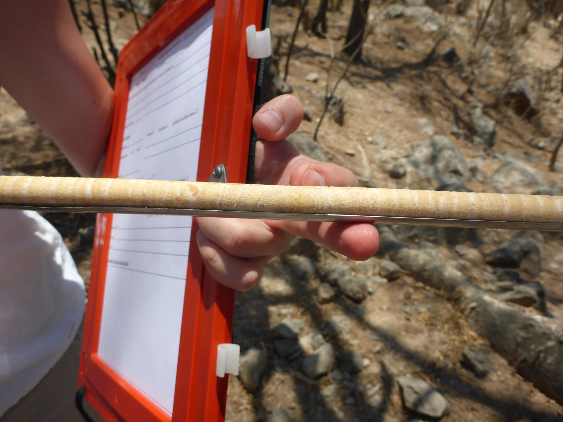 Das Ergebnis der Bohrung: Ein gezogener Holzkern, der für das Wissenschaftlerteam als Archiv für die Klimarekonstruktion der vergangenen Jahrhunderte gilt.