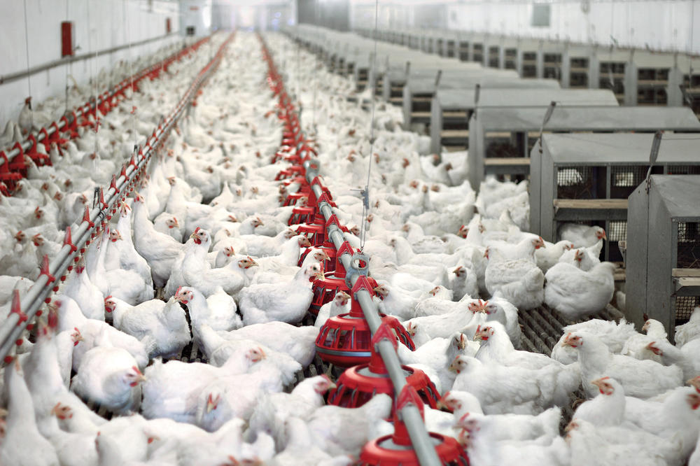Kann Antibiotikaresistenzen vorgebeugt werden können, etwa durch eine Ernährungsumstellung, die die Darmgesundheit von Tieren verbessert?