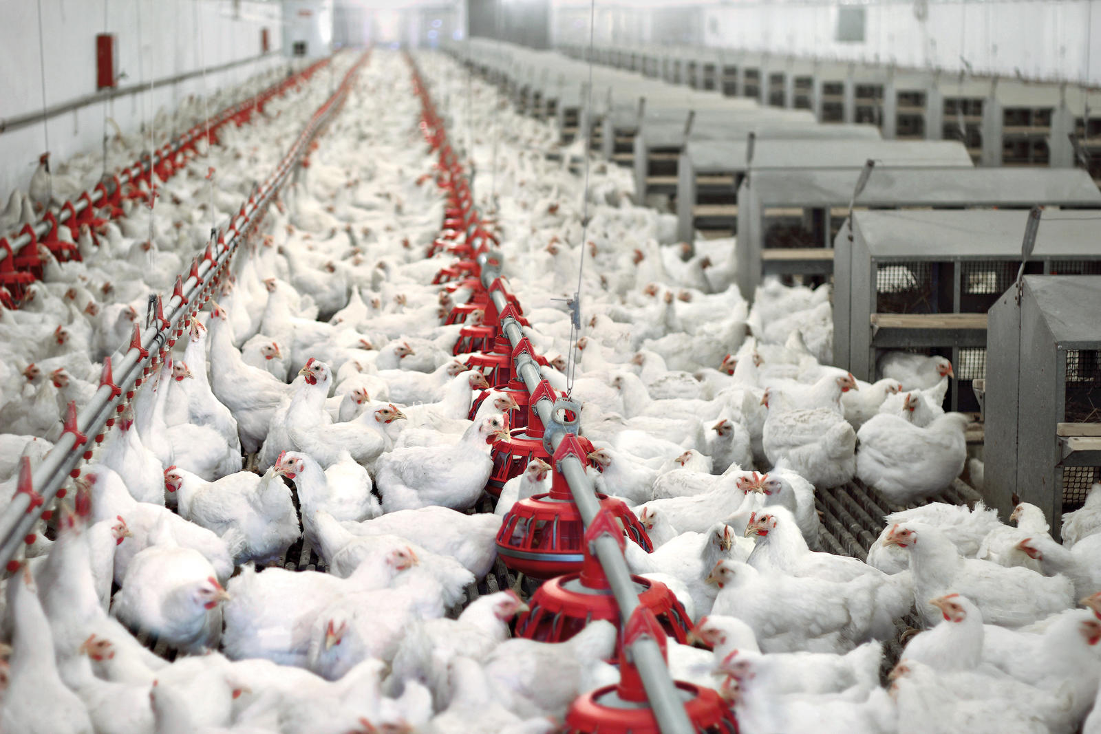 Kann Antibiotikaresistenzen vorgebeugt werden können, etwa durch eine Ernährungsumstellung, die die Darmgesundheit von Tieren verbessert?
