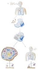 Infektion mit M. tuberculosis