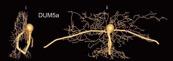 Brustganglion