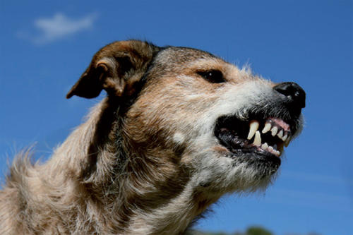 Empfinden Tiere Wut tatsächlich als Gefühl – oder ist es Instinkt?