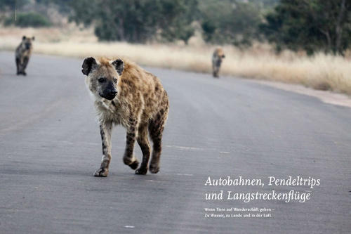 Wenn Tiere auf Wanderschaft gehen – Zu Wasser, zu Lande und in der Luft.