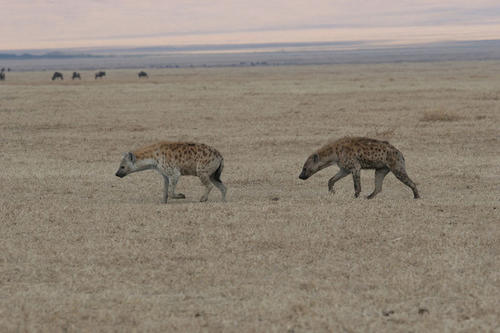Tüpfelhyänen bewegen sich in ihren Territorien auf sogenannten „Hyänen-Autobahnen“.