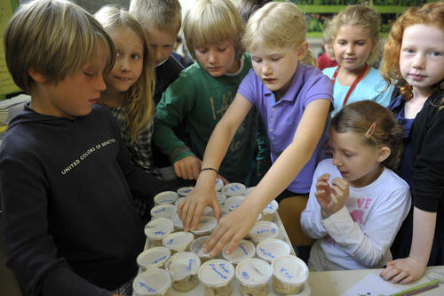 Hier lernen Kinder der Dahlemer Erich-Kästner-Grundschule den "Lebenszyklus eines Schmetterlings" kennen.