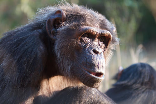 Keine Kuscheltiere: Schimpansin Masha.