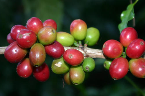 Besonders ertragreich ist eine Coffea-arabica-Varietät in einem Zuchtprogramm des Agricultural Research Center (ARC) in Jimma, Äthiopien,