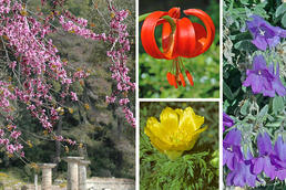 Der Judasbaum (links) ist in der Mittelmeer-Region als Zierpflanze verbreitet. Die kleinen Fotos zeigen Lilium Chalcedonicum (mitte oben), Adonis Cyllenea (Mitte unten) und Campanula Oreadum (rechts)