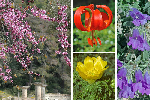Der Judasbaum (links) ist in der Mittelmeer-Region als Zierpflanze verbreitet. Die kleinen Fotos zeigen Lilium Chalcedonicum (mitte oben), Adonis Cyllenea (Mitte unten) und Campanula Oreadum (rechts)