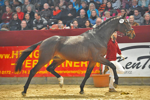 Einer der drei Hengste, der zur Pferdereproduktion eingesetzt wird, ist das Deutsche Sportpferd Vulkato.