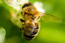 Vorbild Biene: Bienen lernen schnell, sich in unbekanntem Gelände zu orientieren.