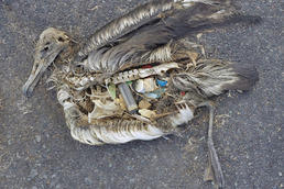 Seevögel wie der Albatross verwechseln umhertreibende Plastikprodukte mit Nahrung - und verenden daran.