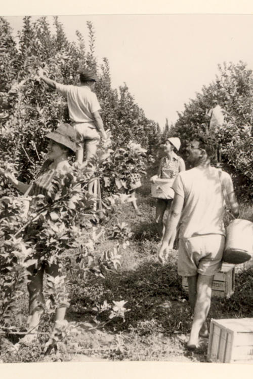 Arbeiten und Reisen im Heiligen Land: Im Kibbuz Nachal-Oz halfen junge Deutsche und Israelis bei der Apfelernte