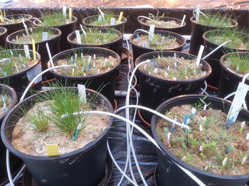 In experimentellen Ansätzen können im Gewächshaus Effekte von Bodenpilzen und anderen Umweltfaktoren auf Pflanzen-Lebensgemeinschaften untersucht werden.