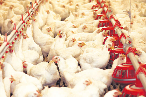 Unchecked on a massive scale: Pathogens spread quickly on poultry farms. Currently medications can only be administered to larger groups of animals. This non-targeted use promotes the rise of germs resistant to multiple drugs.