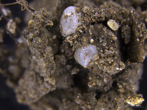 Weiße Mikroplastikpartikel in Bodenaggregaten werden von Regenwürmern weiter in der Erde verteilt.