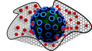 Graphene wraps around germs like cling film wraps a sandwich.