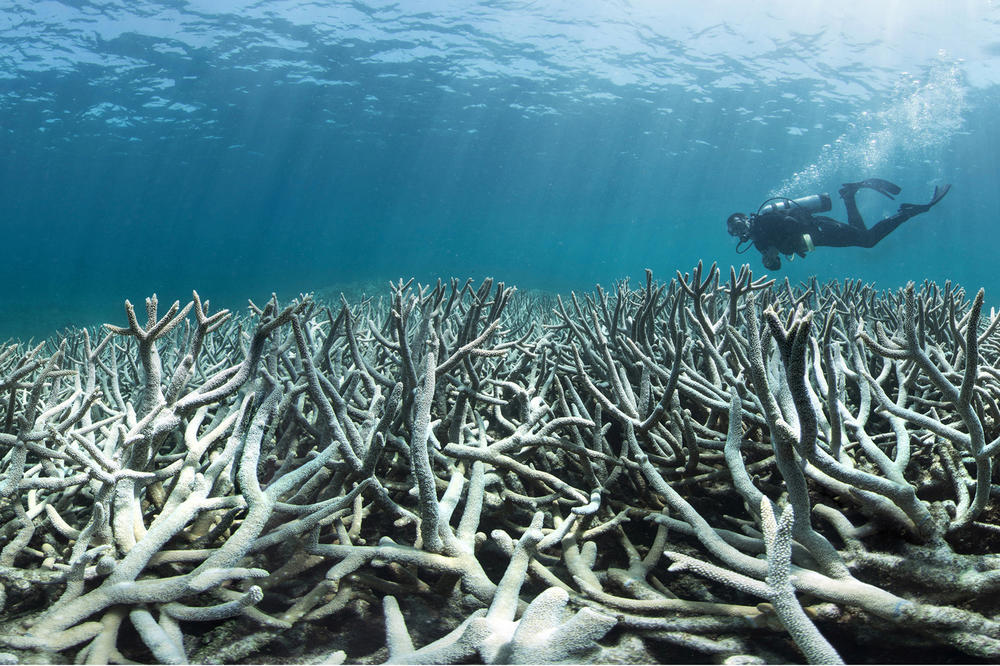 Mahnmal der Zerstörung: An vielen Stellen wie hier vor Heron Island am Great Barrier Reef sind große Korallenriffflächen abgestorben. Aus einer ehemals quirligen Lebensgemeinschaft ist ein Friedhof von farblosen Korallenresten geworden.