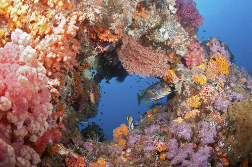 A unique habitat: Pristine coral reefs like this one, in the Raja Ampat islands off the coast of Indonesia, also act as nurseries and feeding grounds for many species of fish. 