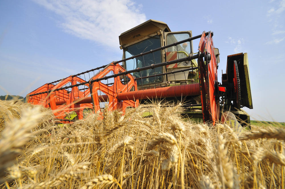 Ein roter Mähdrescher fährt durch ein Feld reifer Gerste