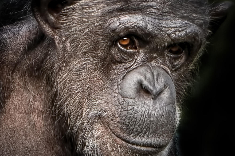 Allein in der Pose zeigt sich die Verwandtschaft zum Menschen: ein Schimpansen-Weibchen