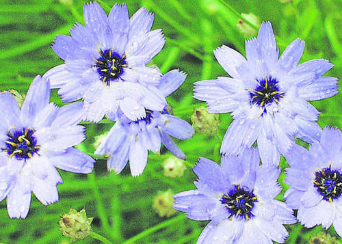 Blaue Rasselblume