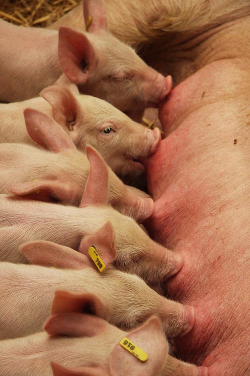 Ist das Schwein gesund, is(st) es auch der Mensch. Bei den Veterinärmedizinern dreht sich in der Langen Nacht alles um Futter und Lebensmittel.