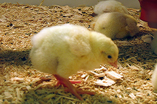 Vom bebrüteten Ei zum Ende als Suppenhuhn. Die Tierhaltung hat auch Ausswirkungen auf den Menschen, der Eier und Fleisch verzehrt.