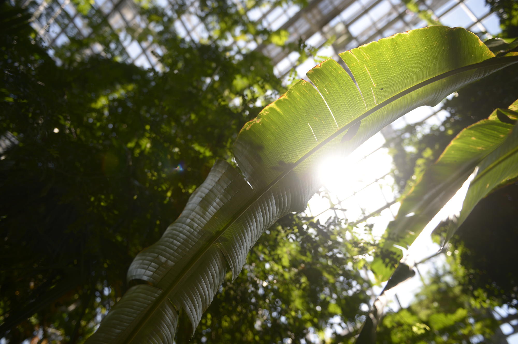 Mit rund 20.000 Wildpflanzenarten ist der Botanische Garten weltweit der zweigrößte Garten seiner Art.