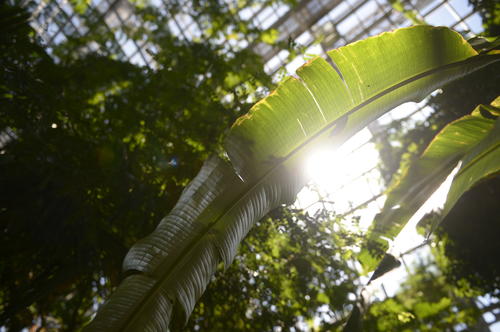 About 20,000 different plants are cultivated in the garden. Together with the Botanical Museum, is one of the largest and most important botanical gardens in the world 