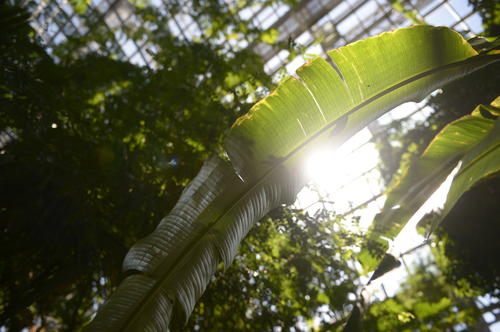 Botanic Garden And Botanical Museum Freie Universitat Berlin