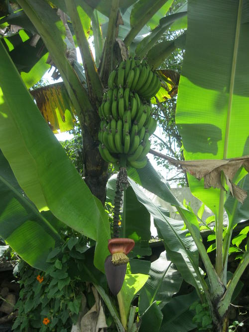 Bild_Bananen