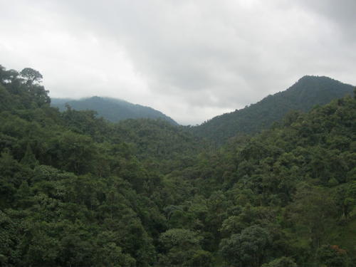 Bild_Nebelwald