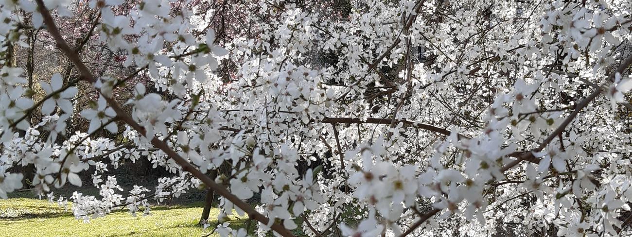 Frühling_Veranstaltungen_SoSe 2020_slideshow