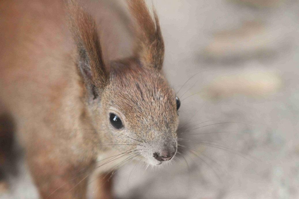 Squirrel