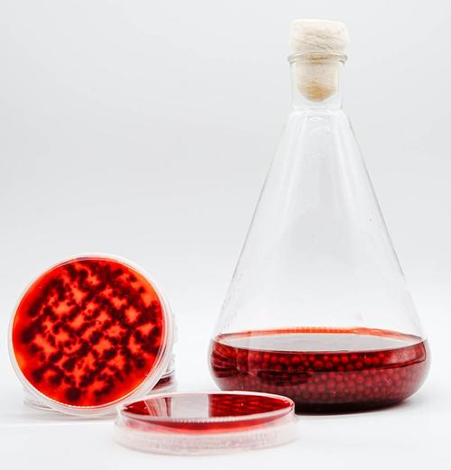 Rote Azaphilone im Labor