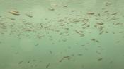 Diving sulphur mollies