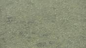 Sulphur molly shoals at the surface can reach extreme densities