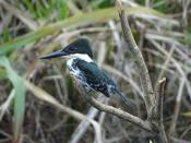 The green kingfisher (Chloroceryle americana) is among the most common predators in the system