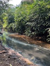 Confluence of freshwater (right) and sulphidic water (left) in the jungle