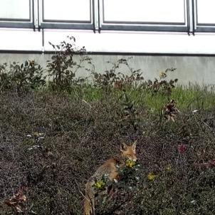 Meanwhile auf dem Campus...
