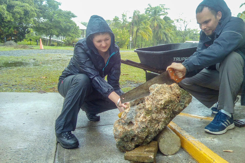 Forschung als Knochenarbeit: Mit der Handsäge mussten Vanessa Skiba und Oliver Voigt die bis zu 15 Kilo schweren Korallenstücke zerkleinern.