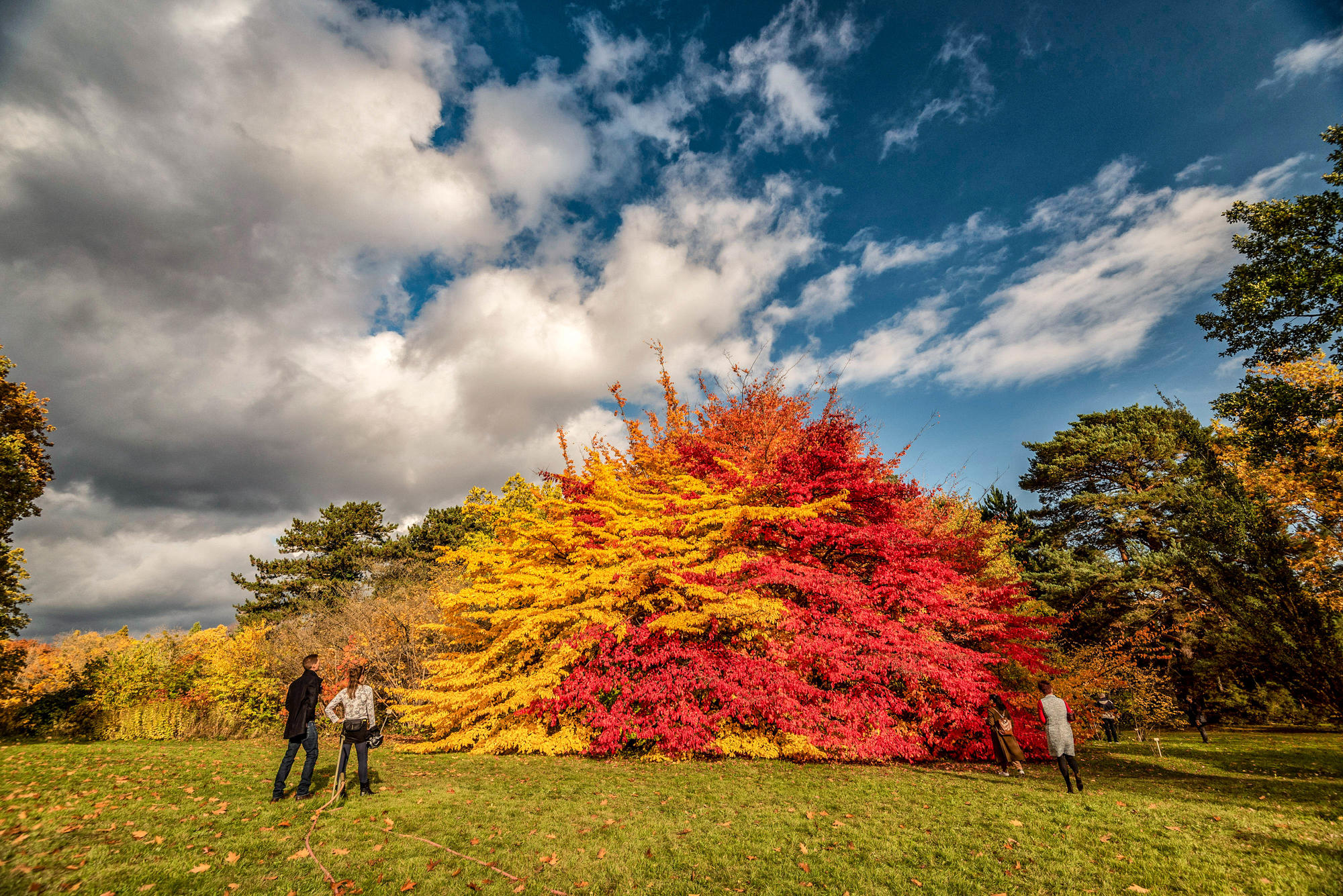 Ein bisschen "Indian Summer" im Botanischen Garten: der Persische Eisenholzbaum – auch Persische Parrotie.