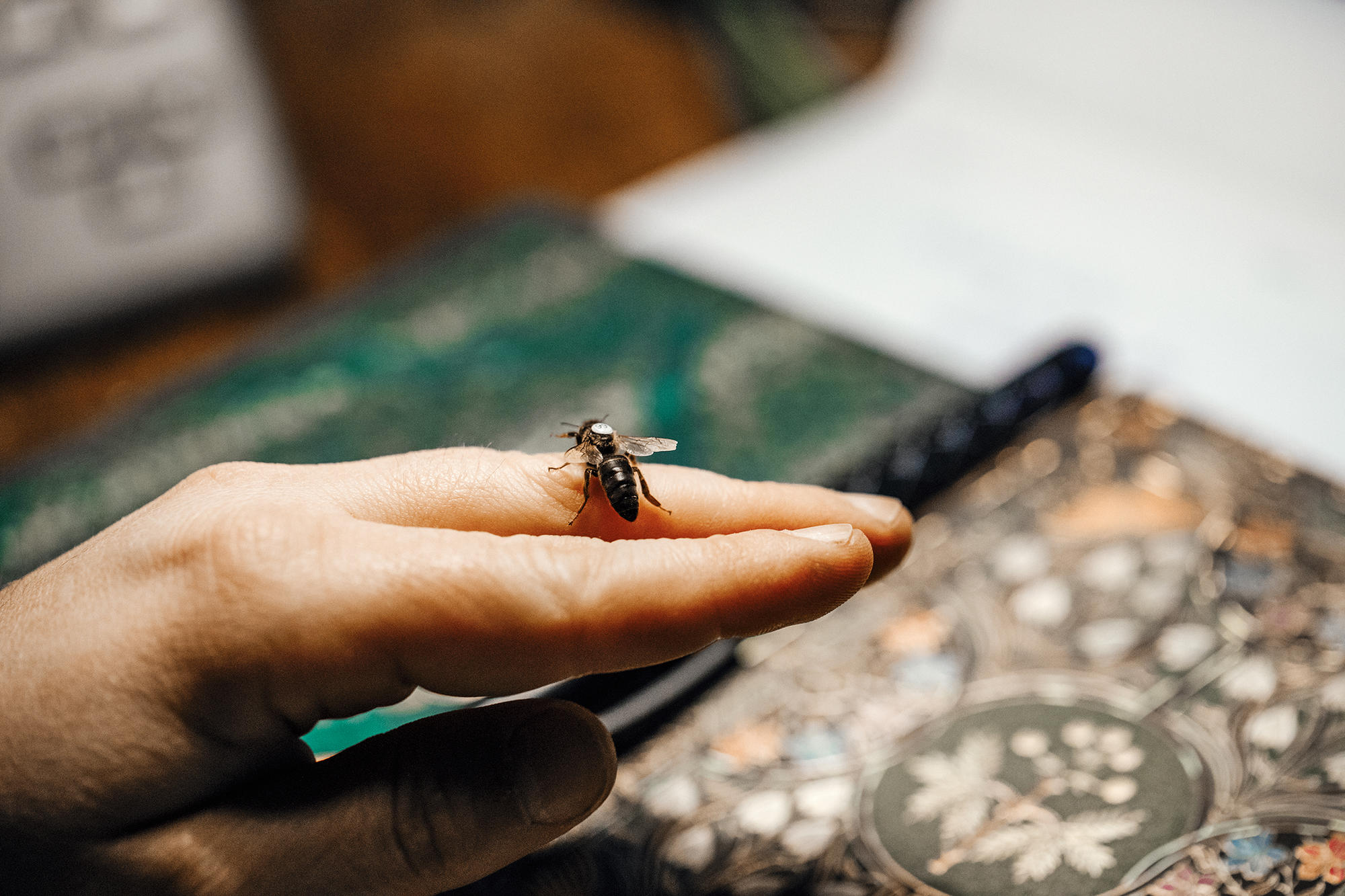 „In Schlesien waren die Bienen damals aggressiver als die, die ich später in Berlin übernommen habe.“